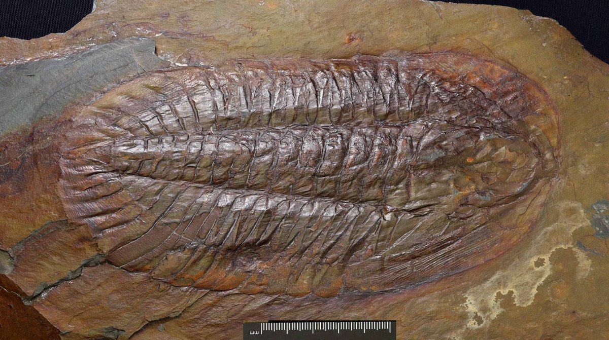 CardiffCurator's tweet image. N am Niobella, sydd wedi ei enwi ar ôl Niobe ym mytholeg Groeg, a gafodd ei throi’n garreg gan Zews #Trilobit #yrwyddor
N is for Niobella, named for tragic Niobe in Greek mythology, turned to stone by Zeus #TrilobiteTuesday #alphabet