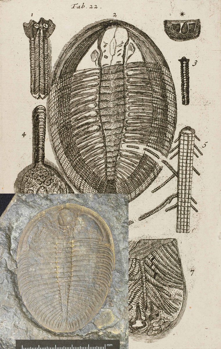 CardiffCurator's tweet image. O am Ogygiocarella, ‘lleden’ yn ôl Edward Llwyd ym 1698, dyma’r trilobit cyntaf i gael ei ddisgrifio mewn llyfr gwyddonol #Trilobit #yrwyddor
O is for Ogygiocarella, Llwyd’s 1698 ‘flat-fish’, first trilobite described in scientific literature #TrilobiteTuesday #alphabet
