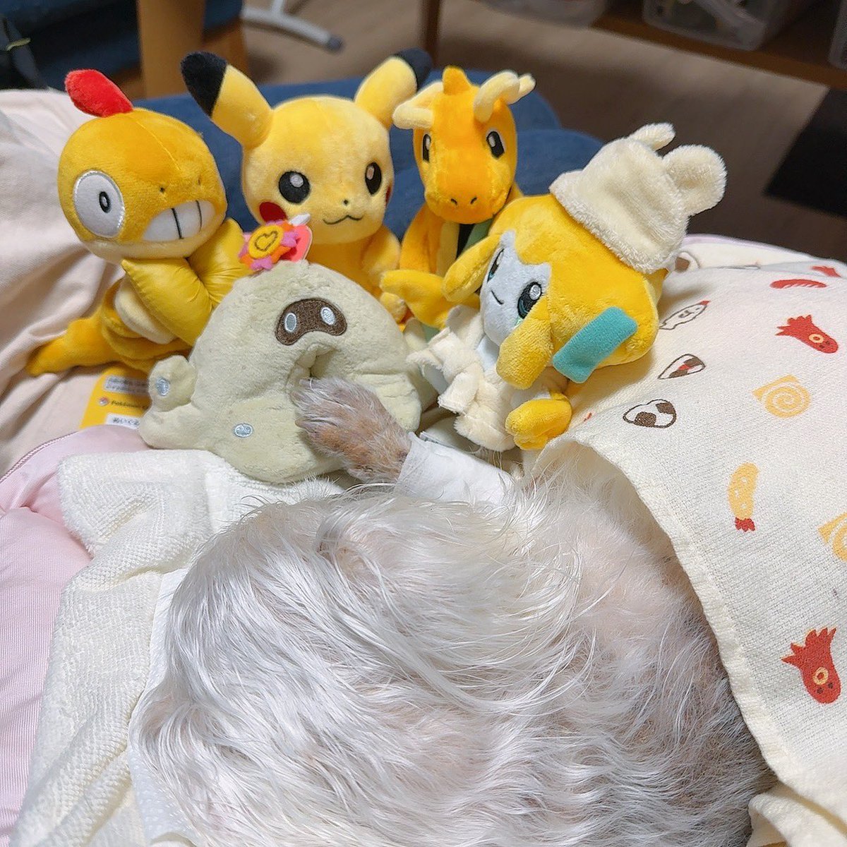 ここ4ヶ月寝たきり介護してた🐶が月曜日の早朝に穏やかな眠りにつきました🌈︎︎☁
具合悪くなって一時は心肺停止状態からの奇跡の復活を遂げて2年3ヶ月、いっぱい頑張ってくれて一緒にいれて幸せでした😌🤍
交換とか家の近くまで来てくれたり、声掛けてくれたりありがとうございました( ᴗ͈ ᴗ͈)”