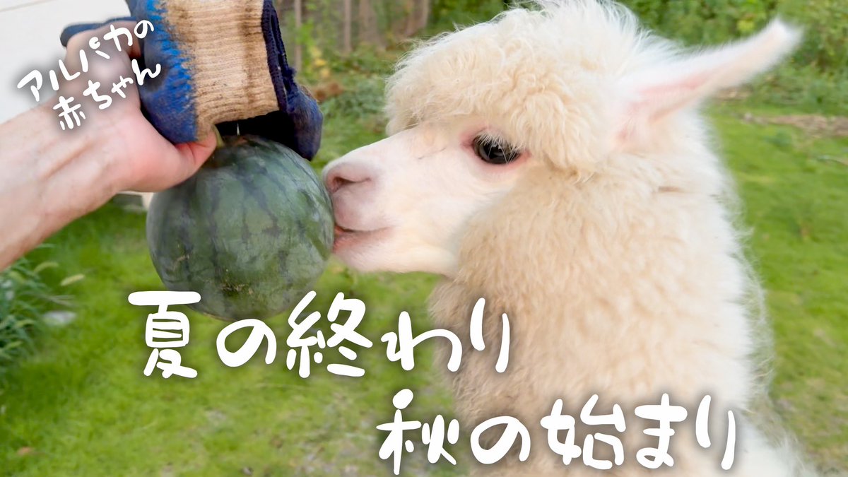 alpacafuwa's tweet image. 夏もそろそろ終盤ですね
アルパカと一緒に夏野菜収穫したら可愛すぎました🍉🦙
👉 youtu.be/LwgEpG1Vk3o
観てね🦙✨
#アルパカ #モコちゃん #夏の終わり