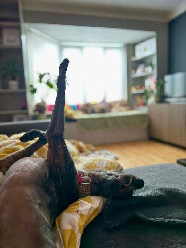 Olivia loves to languish in the lounge 🥰

Booked to a fab home where she’ll live out her days in comfort 💙

Olivia is 1 of the lucky few to leave the racing world behind, instead of being exported to race the other side of the world 💔
 
#NationalRescueGreyhoundWeek #Ireland