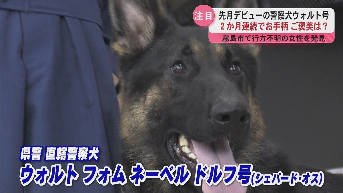 【すごい】1歳の警察犬「ウォルト」、初出動から2カ月連続で人命救助！
news.livedoor.com/article/detail…

ウォルト号は8月上旬、鹿児島県霧島市で行方不明になっていた90代女性を発見。初出動した7月にも、行方不明者を見つけており、2カ月連続のお手柄に。ご褒美として、サツマイモ10kgが贈られた。