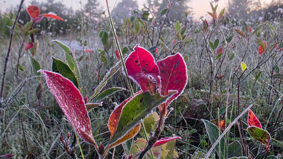 32F at The Glades in Garrett County, MD this morning. Photos from a friend #mdwx