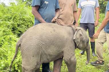 8 week-old elephant calf asked for help when he got separated from his mum in Assam, N India. He was reunited with his mum with the help of forest officials. 
zurl.co/KX3Er