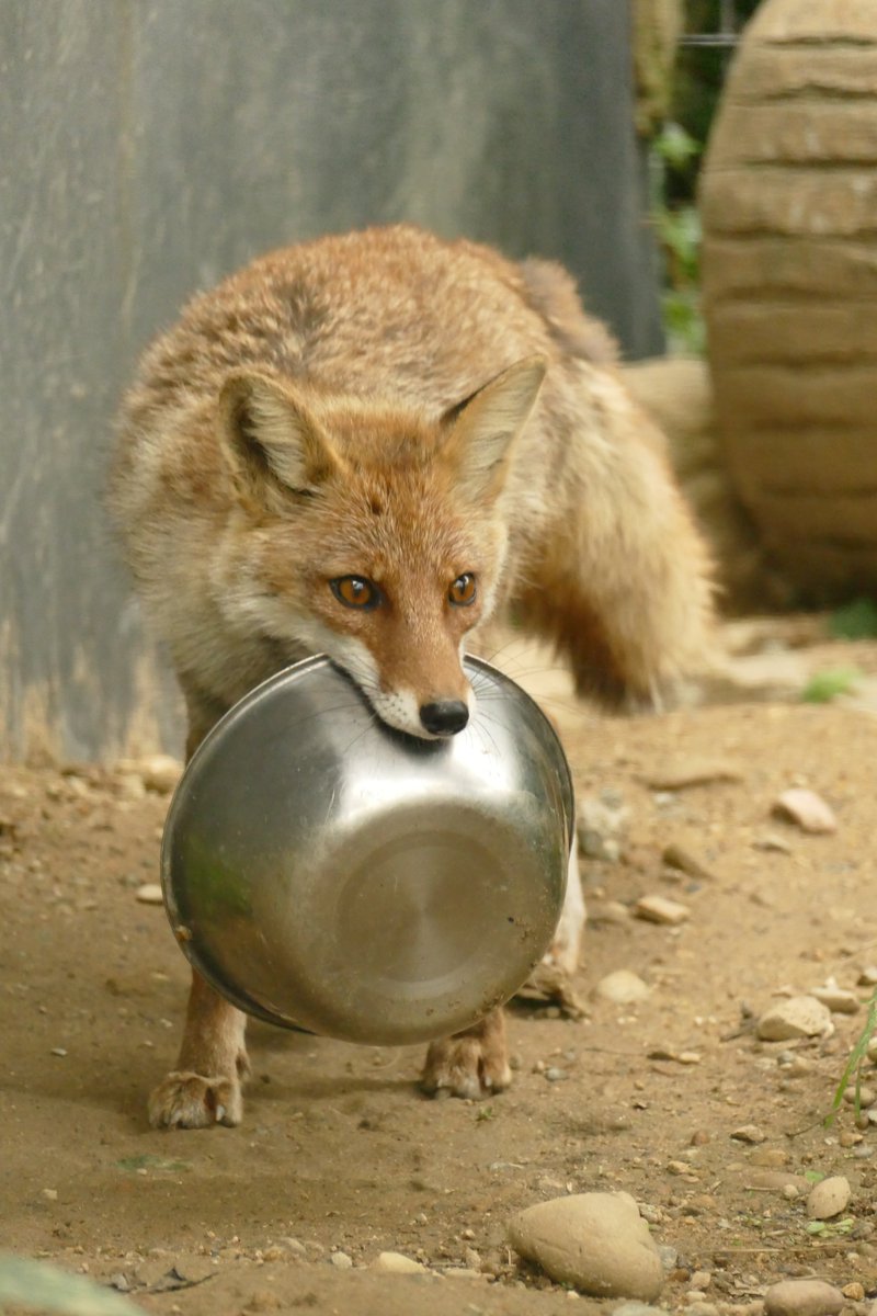 イヌタデ tweet media