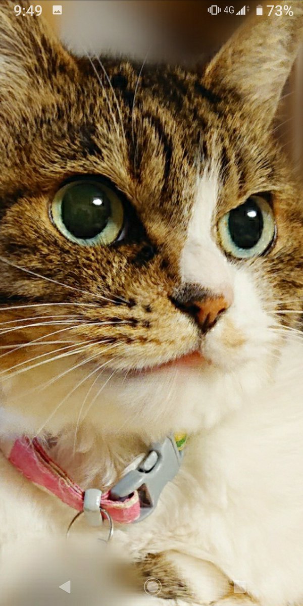 ぴろねこ mqdefault.jpg