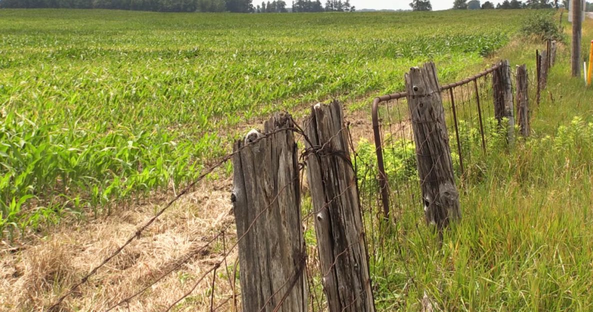 Prime farmland in London won’t be getting additional protection

#LdnOnt 
ctvnews.ca/london/article…