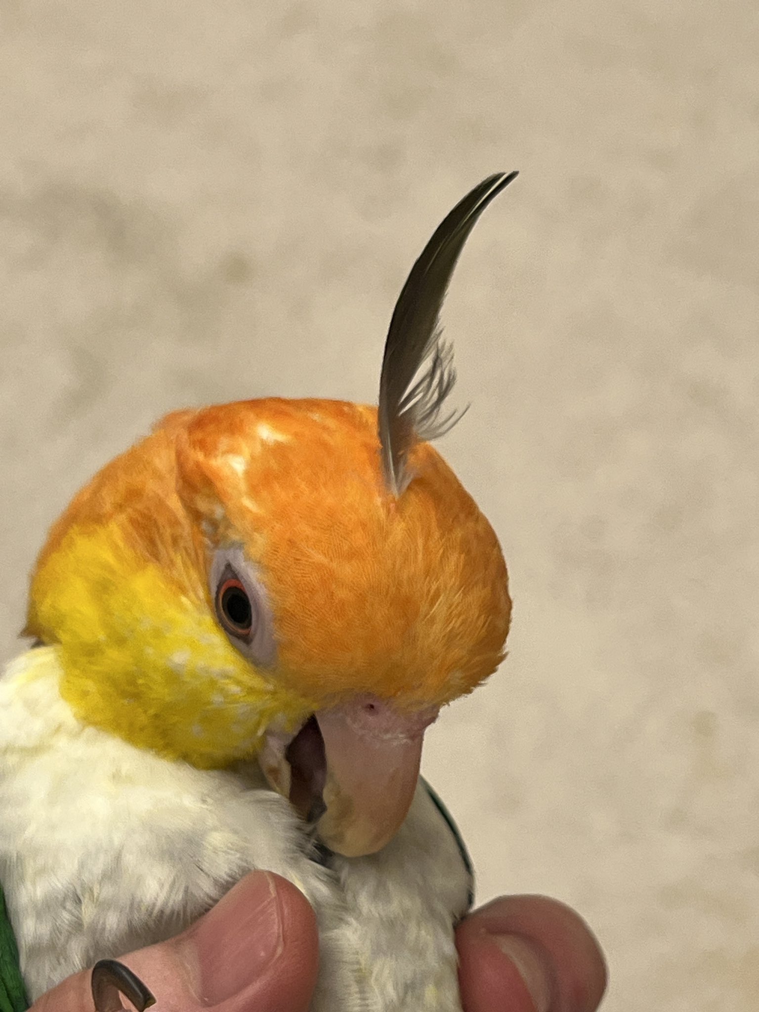 9999青い鳥様 571849d3ffaf097bde1163a393331e