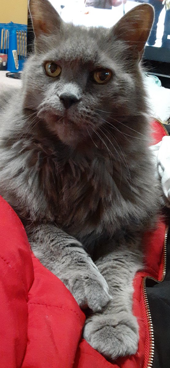 CatnPitEWrnglr's tweet image. Mom thinks she is a comedian. I asked her if she could identify this bird outside and she said it was Dave. Har dee har har.
Also she has cut half my head off posting this photo!😾 Time for a staff upgrade....
#CatsOfTwitter #CatsOnTwitter #hedgewatch #catsofx
