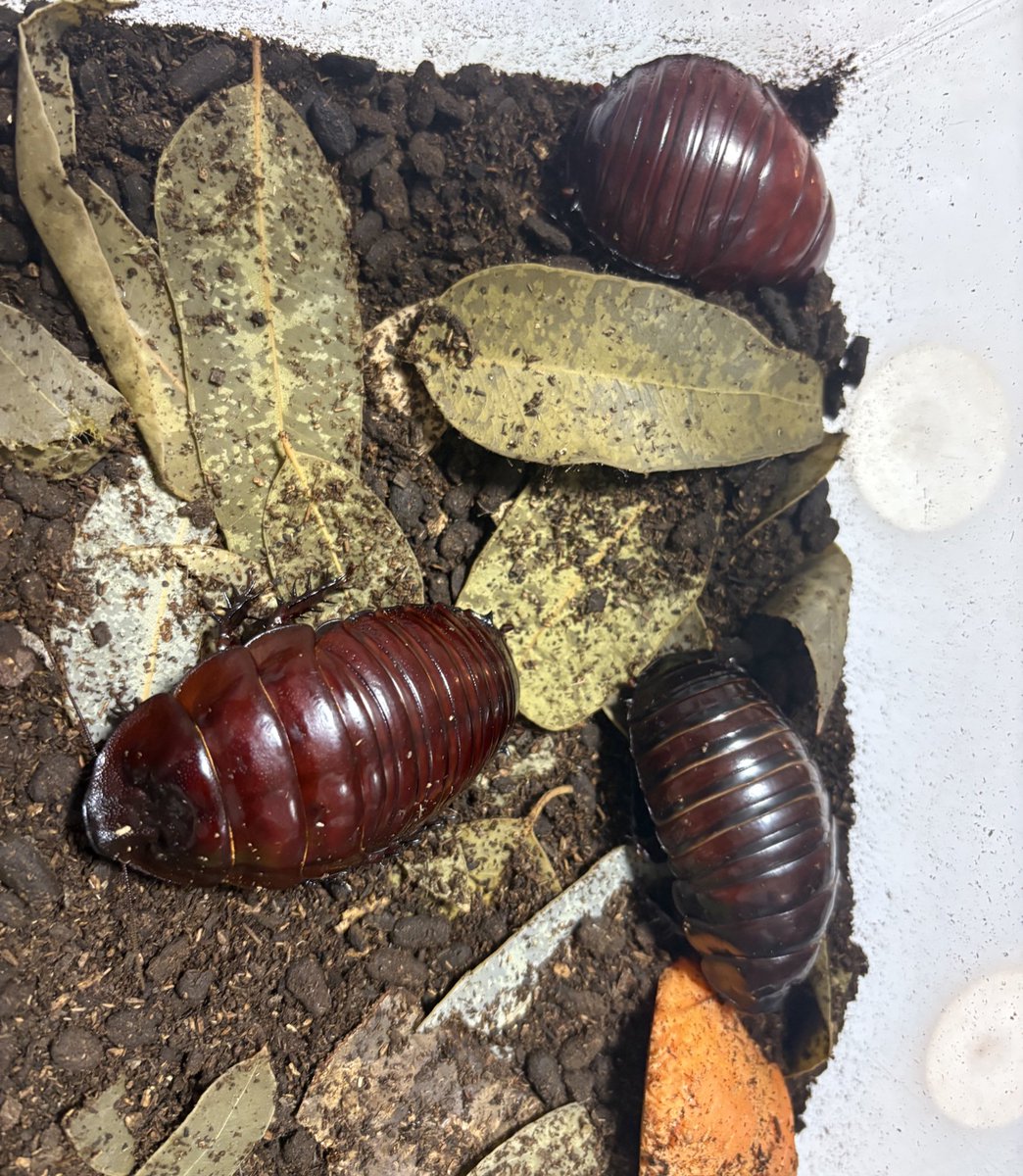 ヨロイモグラゴキブリ

オスの方が成長が早く
メスより寿命が短い傾向にありますが
どちらにせの長生きなので羽化ズレみたいな悩みはないように思います。