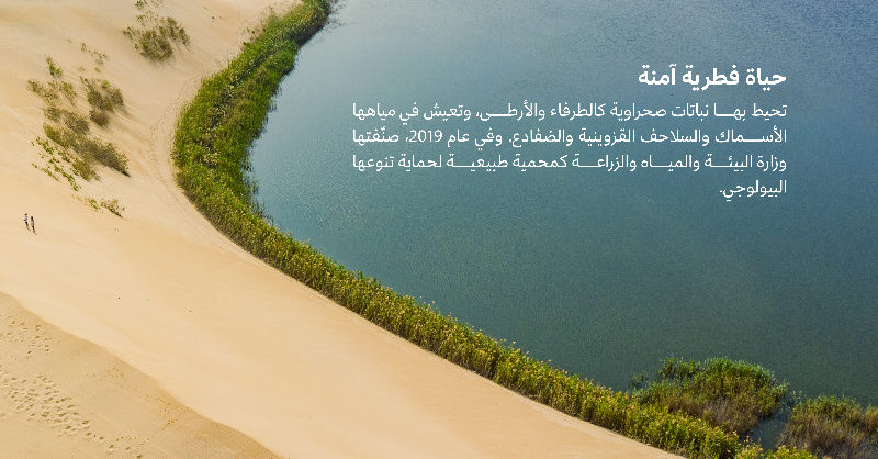 CGCSaudi's tweet photo. في اليوم العالمي للبحيرات؛ تذكرنا بحيرة الأصفر أن الجمال الطبيعي موئل الكائنات وموطنها، ورمز للتوازن البيئي. https://t.co/f4W2N7jzGd