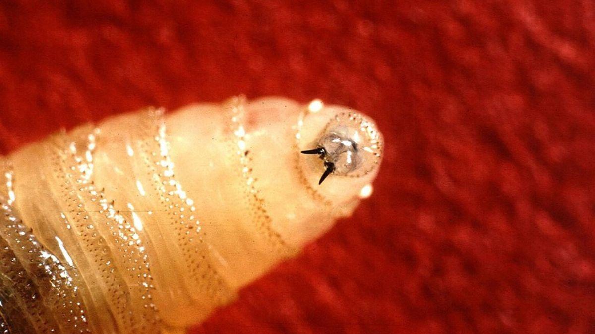 🪱 Un voyageur américain est revenu du Salvador avec une surprise: une larve parasitaire dévoreuse de chair

👀 bit.ly/4oUu8wt