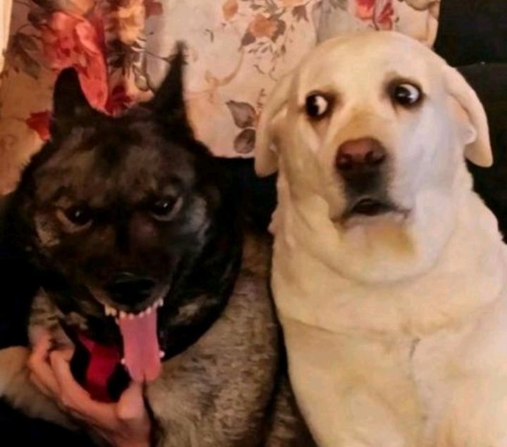 yes king

#killerofkillers #predator #grendelking