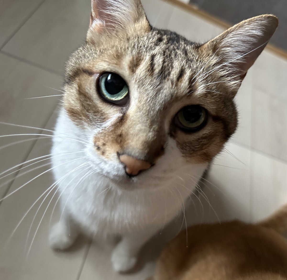 猫が好き もるきち on X: 