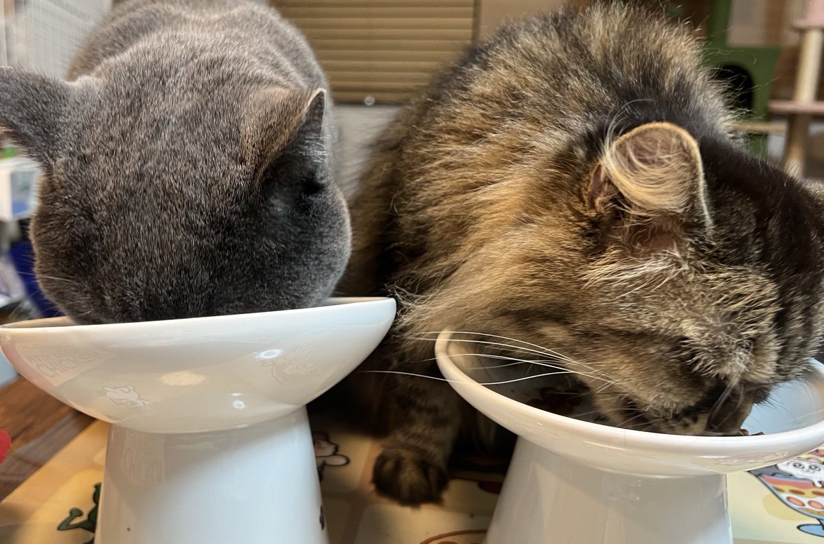 今日のお留守番風景🐈🐈‍⬛

ご飯も一緒に

意味のないモザイク😂

#ねこ #ねこのいる生活 #保護猫 #保護猫と暮らす #元繁殖猫　#猫好きさんと繋がりたい