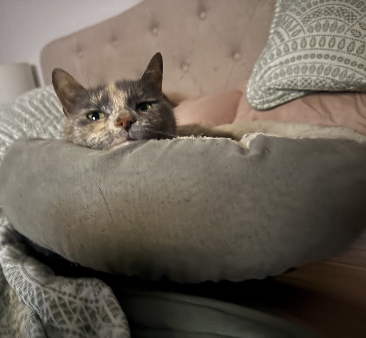 RuthWobbles's tweet image. What is more important, Taylor Swift engaged or Ruth sleepy????