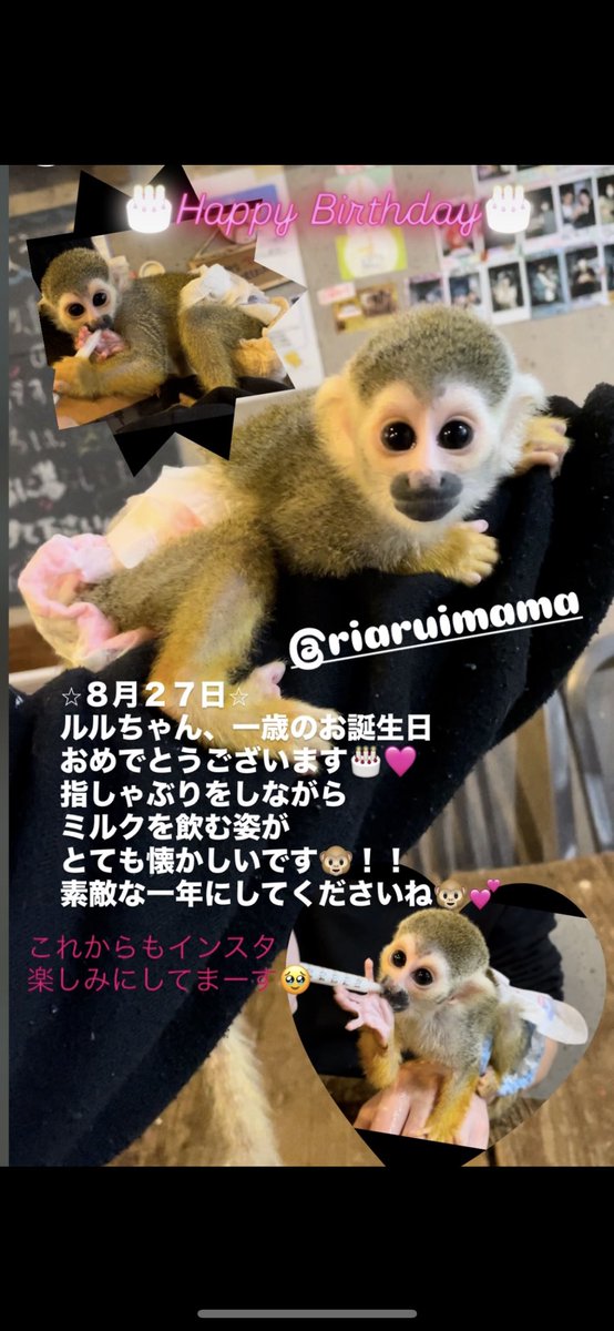 ルルちゃんお誕生日
おめでとうございました🎂❤️
またいつでも遊びに来てくださいね🥺
#リスザル