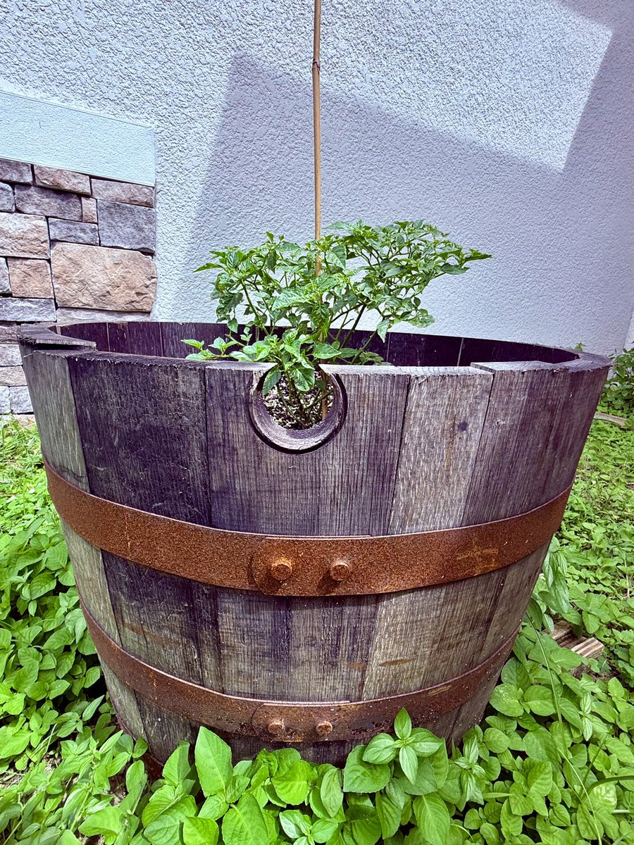 🌶️🔥 Tiny but MIGHTY: Meet the Aji Charapita – the pea-sized Peruvian chili that's the WORLD'S MOST EXPENSIVE by weight, packing a fruity 50K SHU punch! 😱

Perfect for our next tokenized RWA sauce drop on $ICP. Ask our AI dapp how to grow it: vmcfj-haaaa-aaaao-a4o3q-cai.icp0.io/ai

Who's