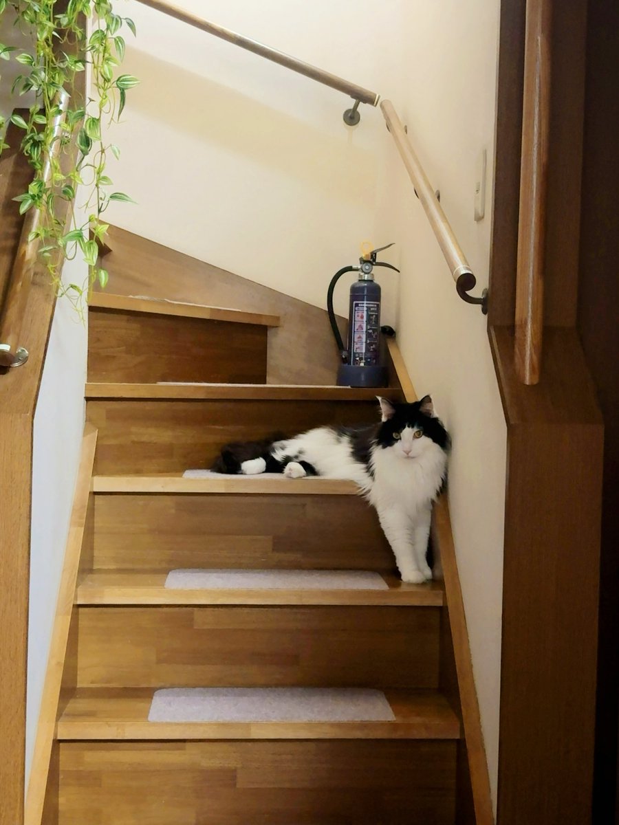 純粋な疑問なんだけど、ﾈｺﾁｬﾝそれで寛げてるんですか？？？