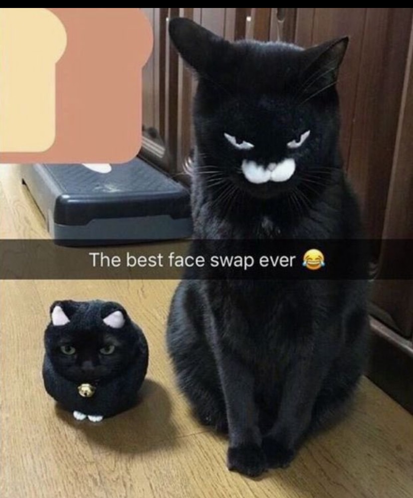 contents that ll heal your depression 🌻 (@catshealdeprsn) on Twitter photo 