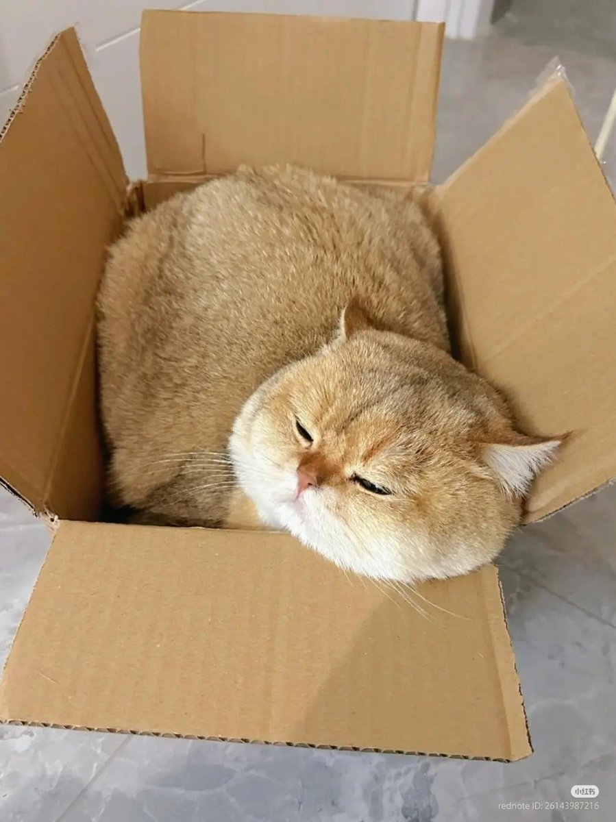 No Context Cats (@nocontextscats) on Twitter photo 