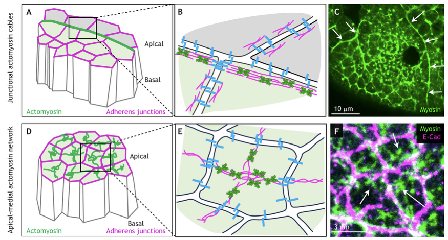 Supracellular control and coordination of tissue morphogenesis, in particular through supracellular actomyosin assemblies, that is what my lab <a href="/CellBiol_MRCLMB/">MRC-LMB Cell Biology</a> <a href="/PDN_Cambridge/">PDN Cambridge</a> and I like to dig into at the moment! Not only fascinating but also beautiful!  journals.biologists.com/dev/article/15…
