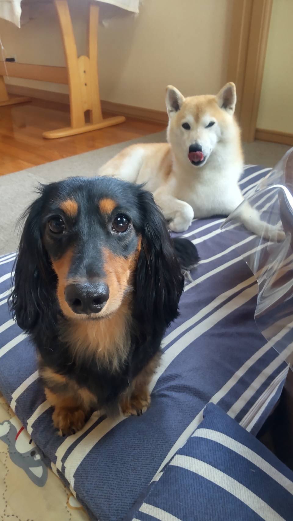 ミニチュアダックスフンド1歳 - Search / X