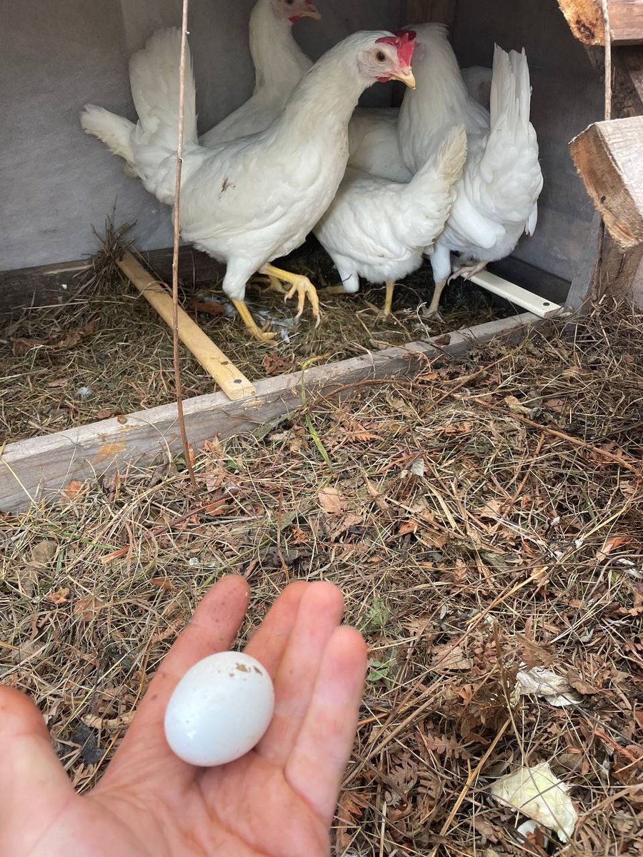 cyb_ai's tweet image. what came first, the #chicken or the #egg? i’m pretty sure it was #robotcyb, but on our farm it turned out to be the chicken )) i thought i’d have to wait and wait, and then boom on the 4th day we already got our first egg.
#cicadafarm #cyb