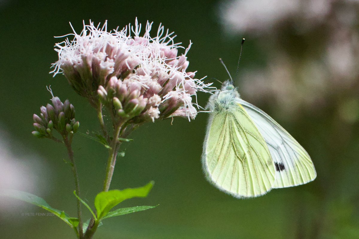 A Green-veined White on Hemp Agrimony in a woodland clearing #WildWebsWednesday #Butterfly