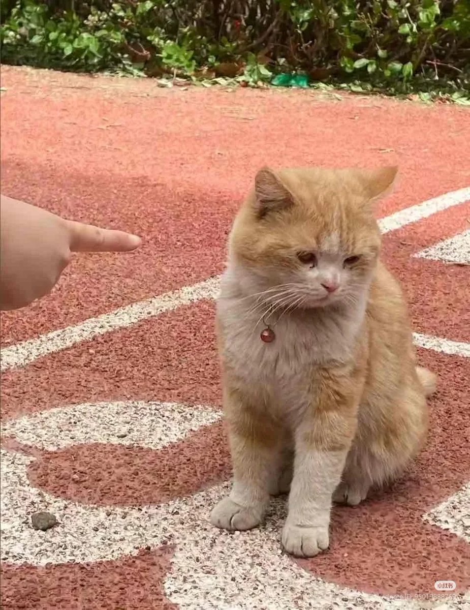 nocontextscats tweet picture