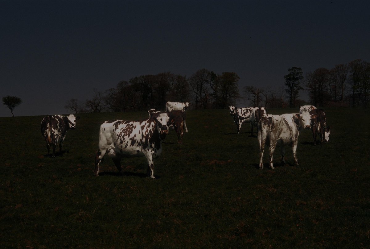 🌒🐮🌒🐮🌒🐮🌒