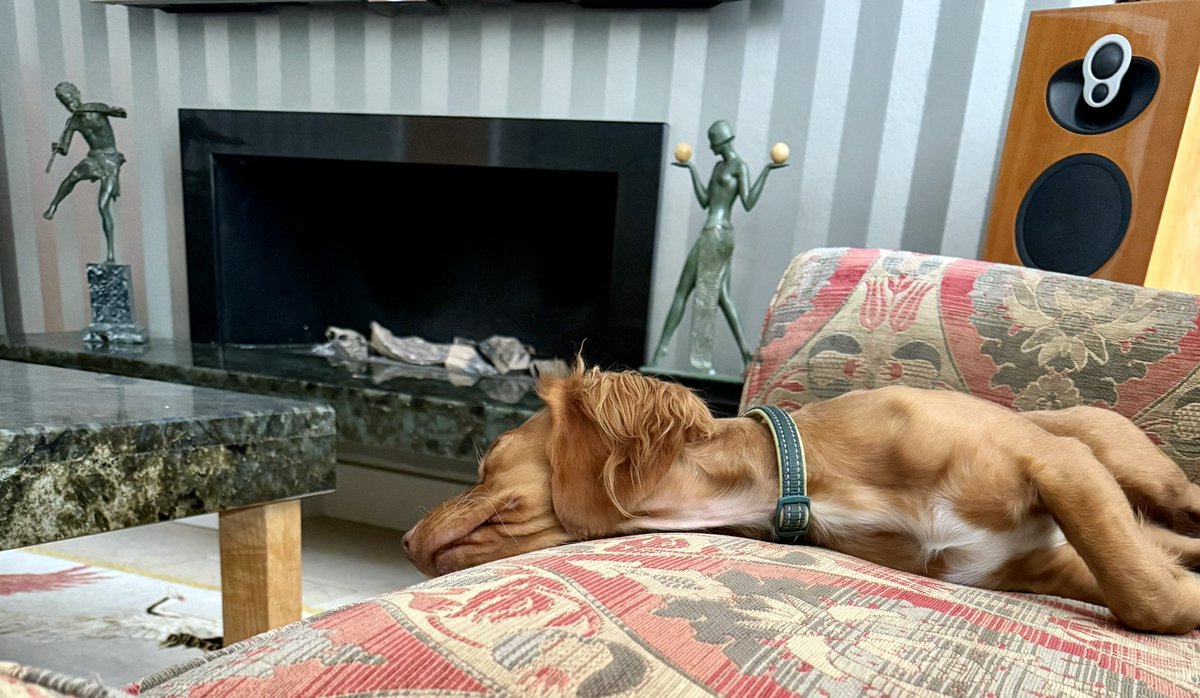 KevinSharp36817's tweet photo. Working Cockers:
One moment β turbocharged rocket. π
Next moment β absolute pancake. π₯
#WorkingCocker #SpanielLife #Dogsoftwitter https://t.co/IY0aAgJw7p