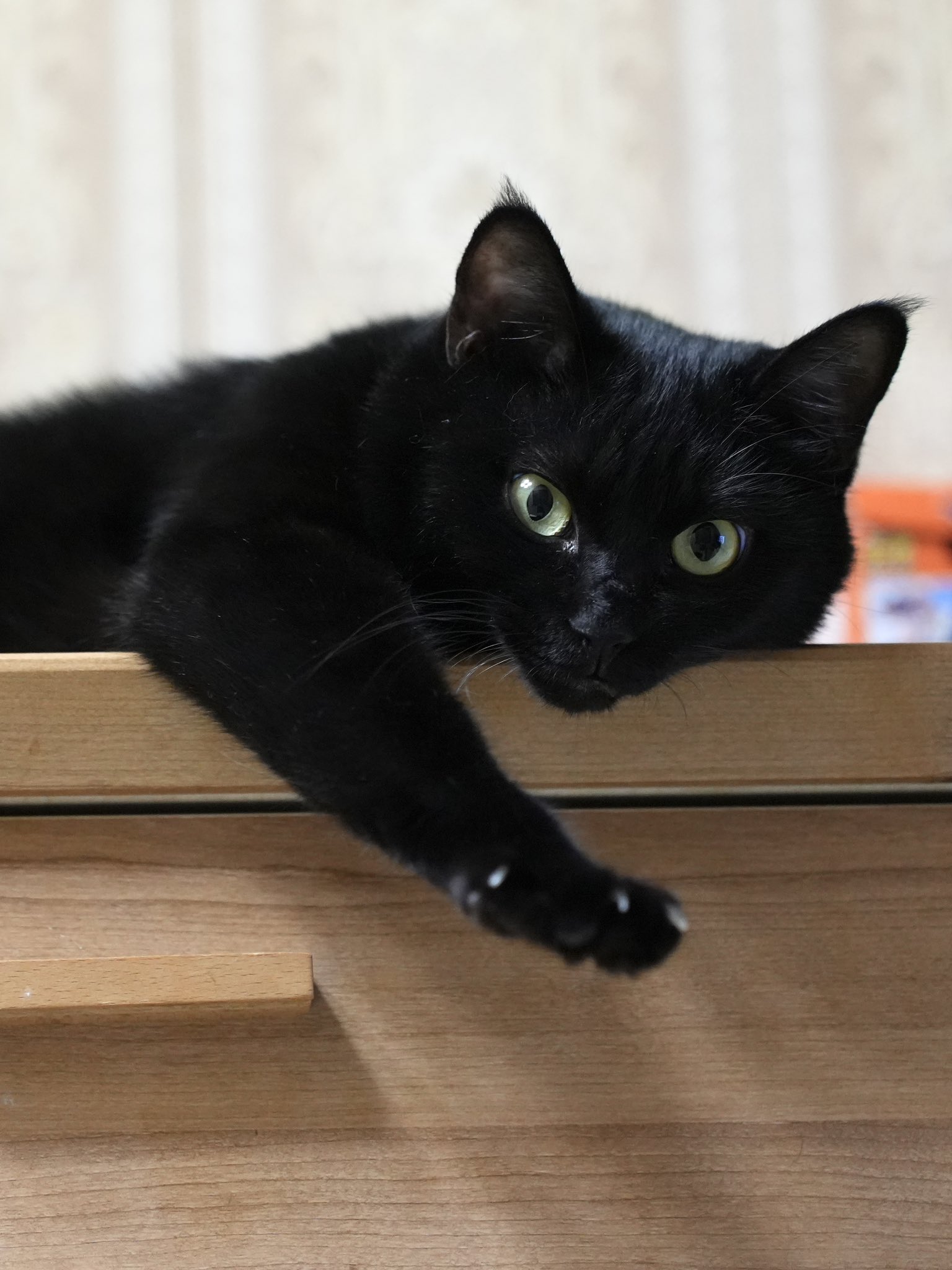 黒猫 黒猫つくねちゃん太しっぽ on X: 