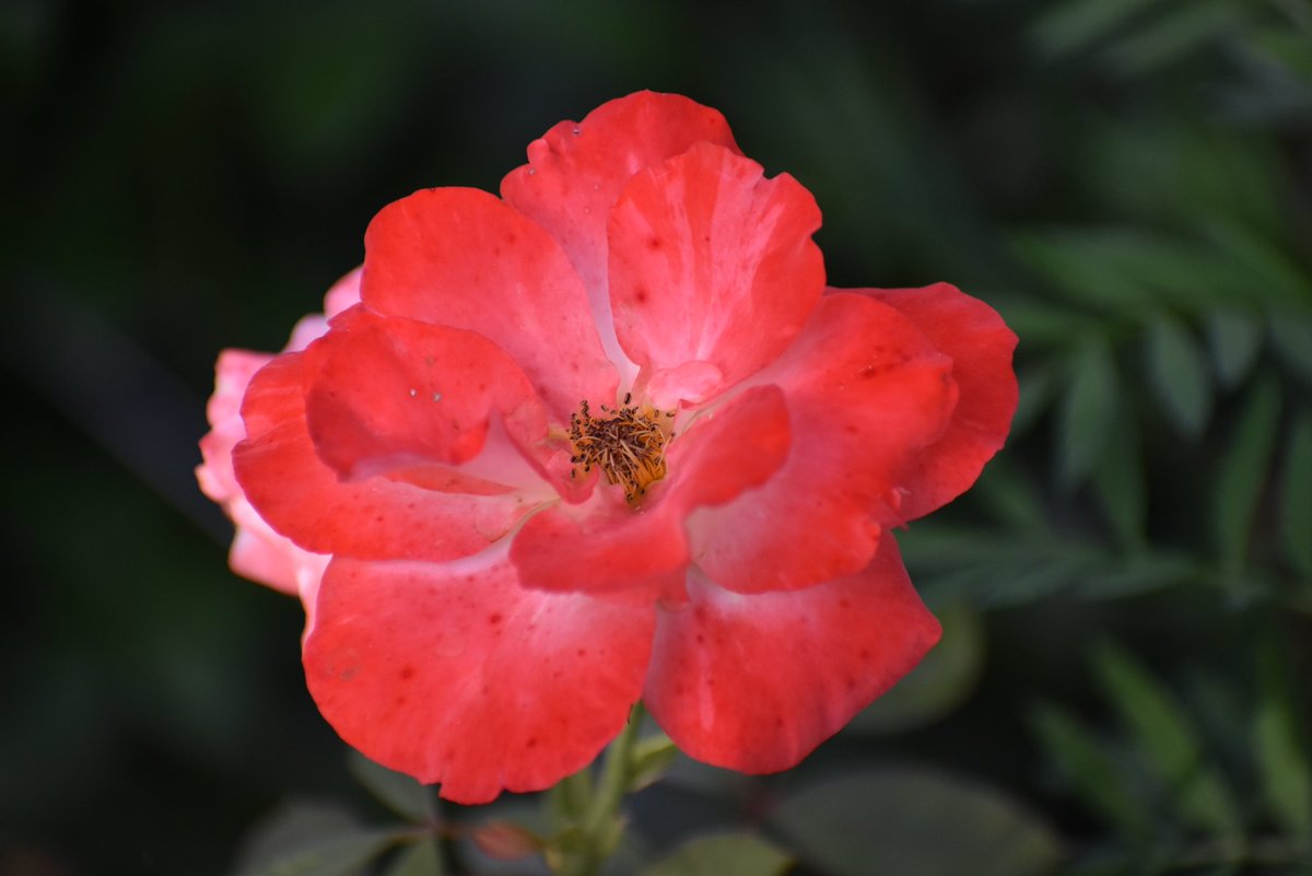 Happy Hump day☕️☕️
#mygarden #RoseWednesday #FlowersOnX #GardeningX 🌹🌹