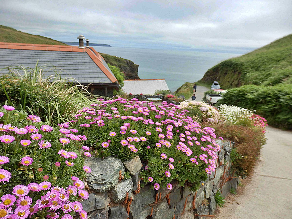 MikePer85818309's tweet photo. Walking towards the sea at Chapel Cove, Cornwall. Lots of flowers on the way. https://t.co/IfnzLUXaG2