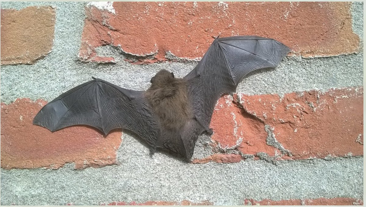 Ben jij nieuwsgierig naar vleermuizen en wil je meer wil over het monitoren van deze nachtvliegers? Kom dan naar onze workshop op donderdagavond 11 september in het Reestdal nabij Oud Avereest. lbdrenthe.nl/workshop-vleer…