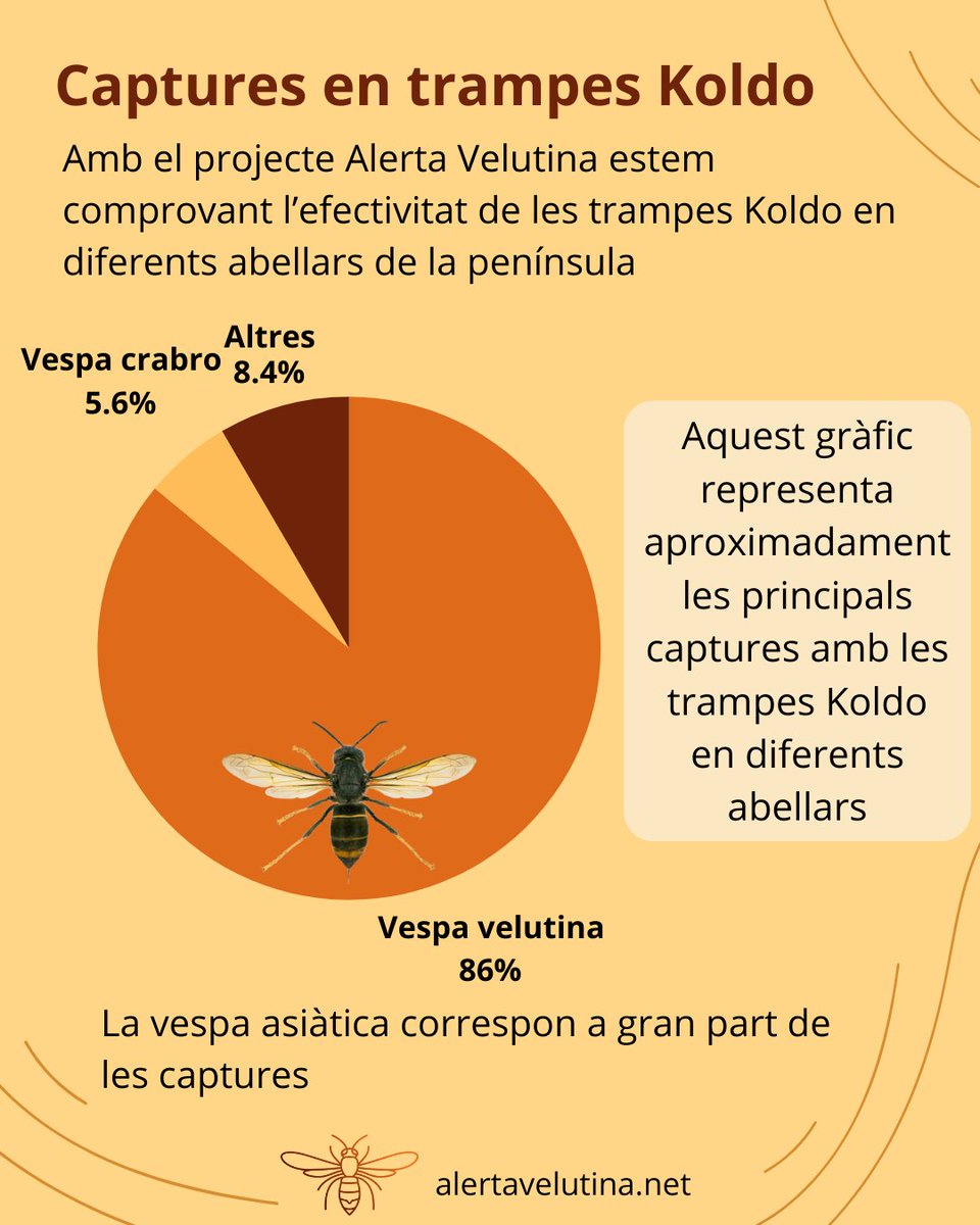 ALERTA VELUTINA tweet media
