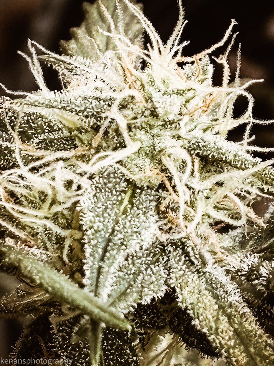 KenanF's tweet photo. Gelato auto https://t.co/PgPkkMTswJ