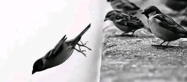 Charlie_307's tweet photo. خاموش رُخصت ہی وہ شاندار جواب ہے ، اُن سب کے لیے جنہوں نے ہماری نرمیِ دل کو حقیر جانا اور اس کا استحصال کیا۔ https://t.co/cBfYcHiniz