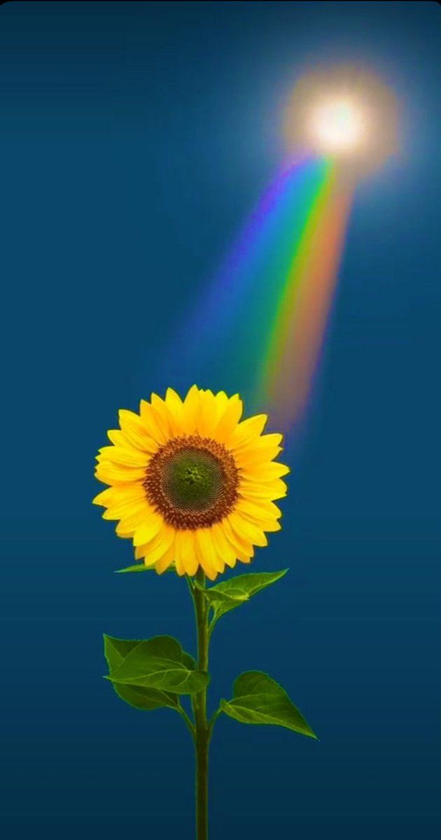 colourpopsplash's tweet photo. Bloom at your own pace. Even the wildest flowers take time to grow. Trust your journey, your time will come!  
❤️🧡💛💚💙💜🩷🩵

#StayStrong #tpwk #kindmatters #pride #freedom #respect #Loveyourself #loveislove https://t.co/d9ulMZOPrs