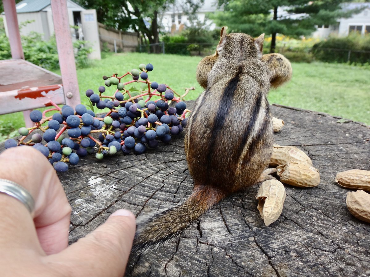Yard chippy now lets me do full tail pets! Happy #WildlifeWednesday!