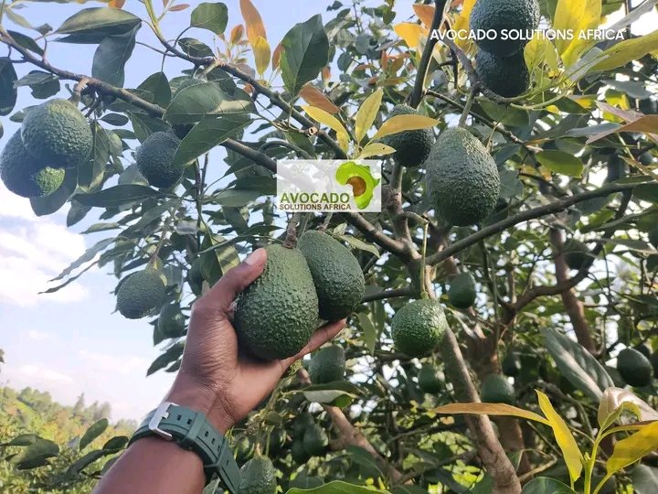 Muntara ya Butanyerera Bati"#TUJANE_N_IBIHE_NTA_GUTAUMWANYA"si mumajambo gusa ahubwo babishira mubikorwa zone yose uko Ari 102 iba ifise umu agronome yavyize ajejwe gukurikirana igiterwa c'ivoka.Mumyaka 5 hitezwe Toni miliyoni 10 kumwaka z'umwimbu azinjiza ama dollars menshi cane