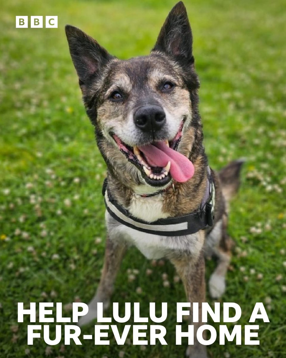 She’s been waiting 684 days and counting 🐾🥺

Last week the Cornwall RSPCA Branch wrapped up their 'Love Lulu Week' to help find her a home 🐕

Leanne Bawden from the charity said she’s the sweetest pooch, listen back here ➡️🎧 bbc.in/45yslpe