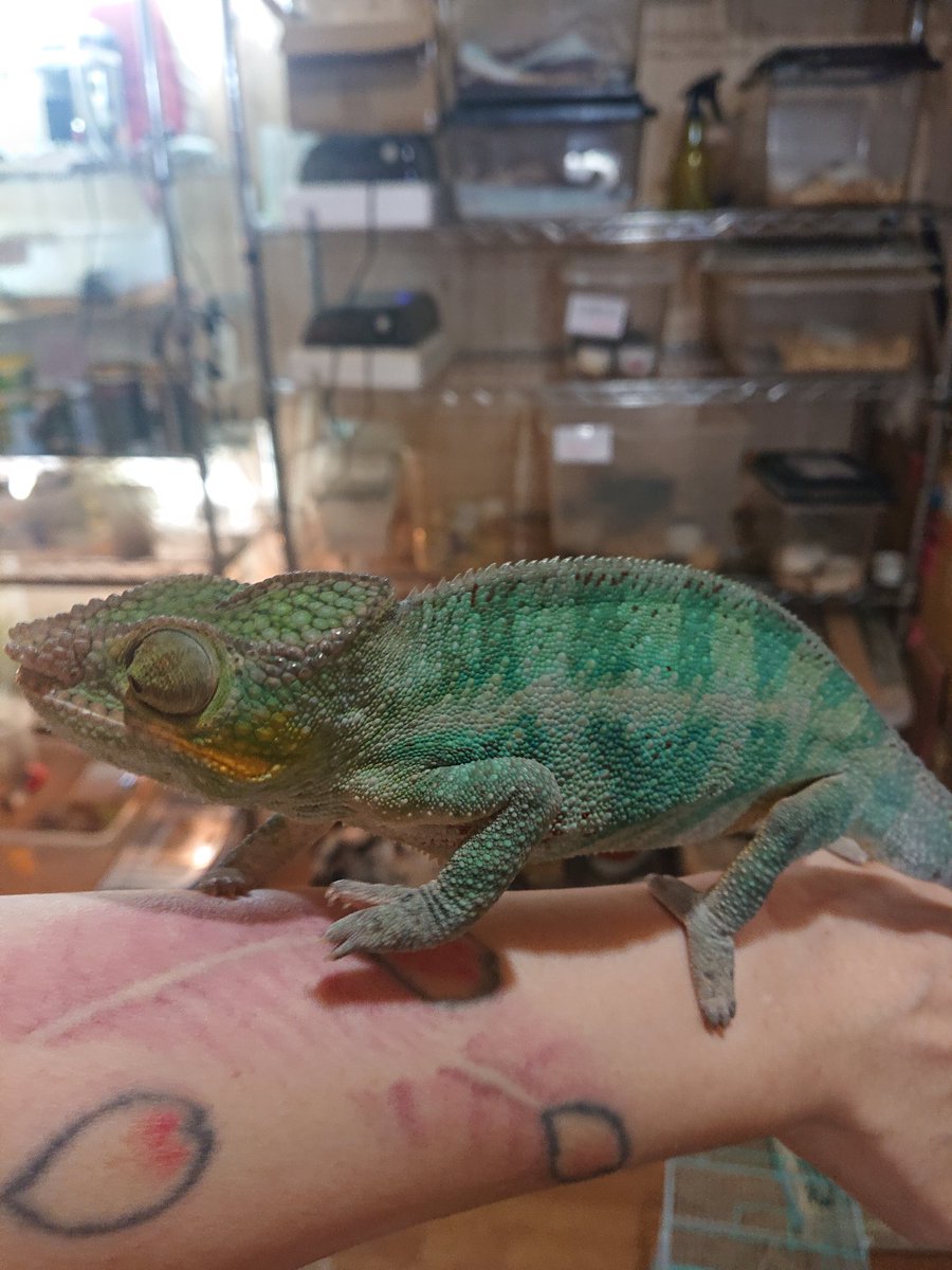 【KAMEREONページです】 カメレオン - Search / X