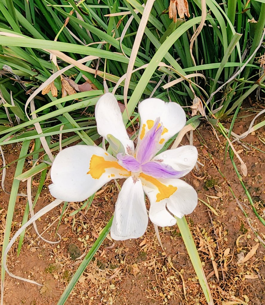 mntjs's tweet image. I gave you Flowerz
Your eyes lit up the room when I gave you flowerz
Flowerz - Armand Van Helden.