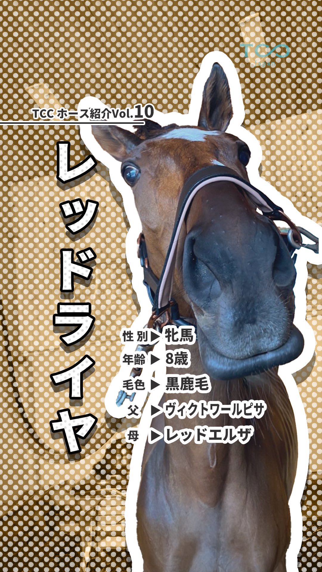 【中古】 超連動馬券論 レースがレースを予告する/ブックマン社/樫貴美 TCC 引退競走馬ファンクラブ - 馬を救い、人を癒す - on X