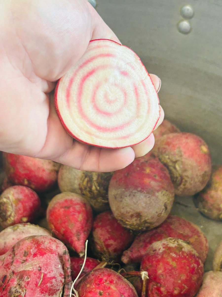 Aren’t these candied beetroots beautiful? Next stop: the pickle jar!

#FieldToFork #Pickles #Seasonal #SeasonalFlavours #Beetroot #LuxuryComfortFood #WeddingFoodGoals #WeddingSeason