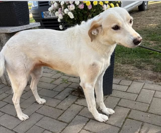 99734 Nordhausen
Fundhund... wird nicht vermisst.... womöglich ausgesetzt. Fundhund !! 99734 Nordhausen
*Textkopie*
Tierheim Nordhausen e.V.
Wir brauchen Eure Hilfe- Bitte weiträumig
teilen!! Wer kennt Sunny?***人!
Hündin Sunny kam gestern als Fundhund in unser
Tierheim, da sie