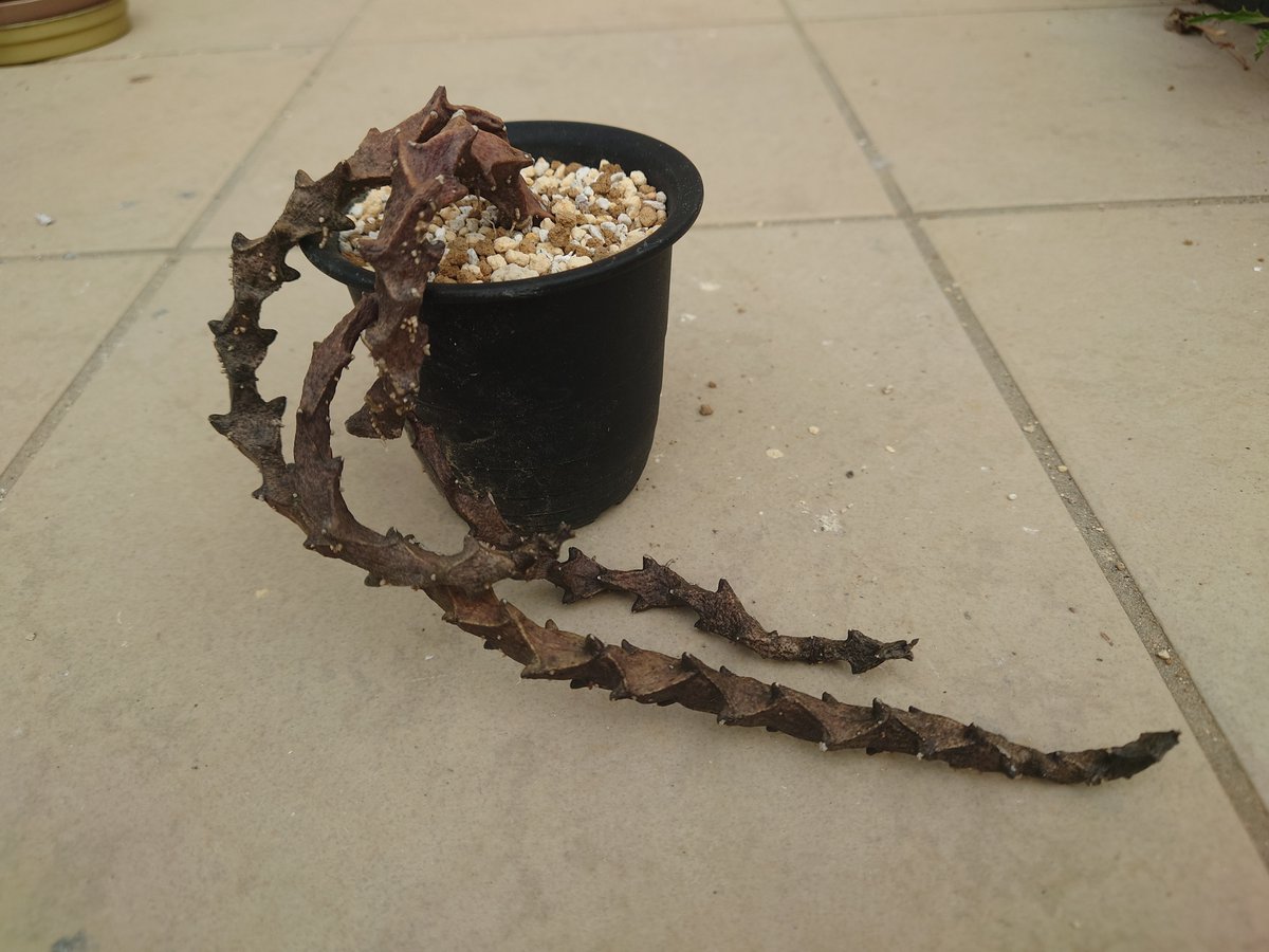 ぎゅんぎゅん伸びるけどまだ花を咲かせたことがないセロペギア・ボッセリ