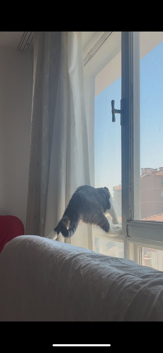 Cimnastikçiyim! Sinek kovalıyorum!!